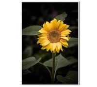 Yellow Sunflower High Detail Floral Canvas Wall Art, Modern Botanical Print, Botanical Canvas Painting Abstract Flowers Wall Art Sunshine Bloom Decor for Living Room Kitchen Bedroom Office Farmhouse