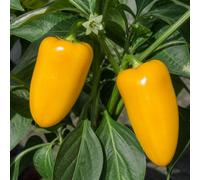 Yellow Sweet Pepper Astor Plant Garden Ready 2 Litre Root Ball