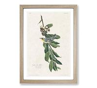 Yellow Throated Warbler by John James Audubon Framed Print | A2 Oak Framed Wall Art | Ready to Hang | Modern Nature Picture | Living Room Bedroom Lounge Office