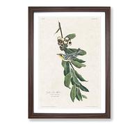 Yellow Throated Warbler by John James Audubon Framed Print | A2 Walnut Framed Wall Art | Ready to Hang | Modern Nature Picture | Living Room Bedroom Lounge Office
