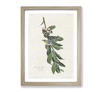 Yellow Throated Warbler By John James Audubon Vintage Framed Print | A2 Oak Framed Wall Art | Ready to Hang | Classic Nature Picture | Living Room Bedroom Lounge Office