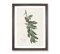 Yellow Throated Warbler By John James Audubon Vintage Framed Print | A4 Walnut Framed Wall Art | Ready to Hang | Classic Nature Picture | Living Room Bedroom Lounge Office