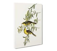 Yellow Tufted Honeyeater Bird By Elizabeth Gould Vintage Canvas Wall Art Print Ready to Hang, Framed Picture for Living Room Bedroom Home Office Décor, 30x20 Inch (76x50 cm)