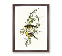 Yellow Tufted Honeyeater Bird By Elizabeth Gould Vintage Framed Print | A2 Walnut Framed Wall Art | Ready to Hang | Classic Nature Picture | Living Room Bedroom Lounge Office