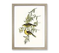 Yellow Tufted Honeyeater Bird By Elizabeth Gould Vintage Framed Print | A3 Oak Framed Wall Art | Ready to Hang | Classic Nature Picture | Living Room Bedroom Lounge Office