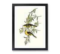 Yellow Tufted Honeyeater Bird By Elizabeth Gould Vintage Framed Wall Art Print, Ready to Hang Picture for Living Room Bedroom Home Office Décor, Black A3 (34 x 46 cm)