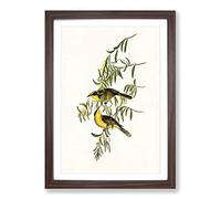 Yellow-Tufted Honeyeater by Elizabeth Gould Framed Print | A2 Walnut Framed Wall Art | Ready to Hang | Modern Nature Picture | Living Room Bedroom Lounge Office