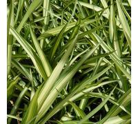 Yellow Wave New Zealand Flax Outdoor Shrub Plant Phormium 2L Pot Plant Theory Green One Size