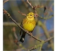 Yellowhammer Bird Greeting Sound Card By Really Wild Cards