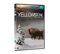 Yellowstone, la lutte pour la vie