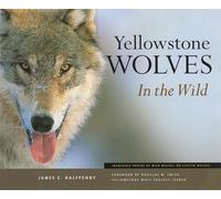 Yellowstone Wolves in the Wild