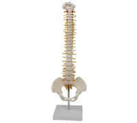 Yeory Anatomical Human Spine, Human Spine Model, Spine Model with Vertebrae, Plastic Human Spine Skeleton Model