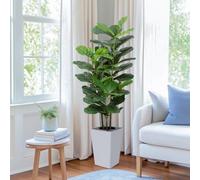 Yepdin 5Ft Fiddle Leaf Fig Tree with White Tall Planter - Fake Fig Silk Plants with 62 Large Fiddle Leaves,Artificial Trees for Home Decor Indoor Outdoor Office