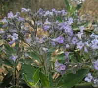 Yerba Santa 30ml Dosage Flower Essences Prerared from FES Stock Essence