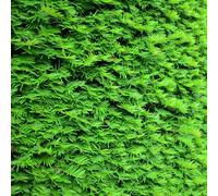 Yew Hedging Taxus Baccata Evergreen Hedge 9cm/3L, 3L (50-60cm)