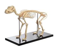 YHNNH, Anatomical Model, Dogs Animal Anatomy Teaching Model, Dog Skeleton Anatomical for Human Biology Veterinary Demonstration Tool Advanced PVC
