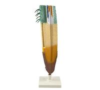 YHNNH, Anatomical Root Longitudinal Section Model, Plant Anatomical Model Plant Root Model for Biological Teaching Science and Education Model