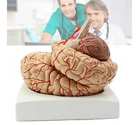 YHNNH, Detachable 9 Parts Adult Size Brain Artery Anatomy Model, Hand-Paint Location Number Human Brain Anatomical Model with Tray