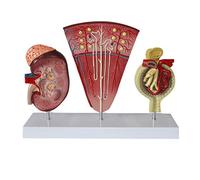 YHNNH, Human Anatomy Kidney Model, Nephron Glomerular Urinary System Anatomical Model for School Teaching Display Lab Ornament Teaching Model