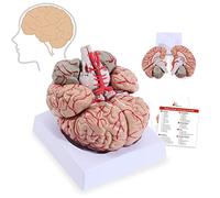 YHNNH, Human Brain Artery Model, Detachable Adult Size Brain Artery Anatomy Model, Hand-Paint Location Number Human Brain Anatomical Model with Tray