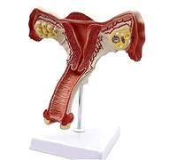 YHNNH, Human Female Uterus Ovary Model, Anatomical Cross Section Bilateral Ovarian Uterus Model, Anatomical Section Study Tool for Teaching, Learning, Display