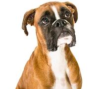 YHX926 Cross Stitch Kits for Beginners Adults,Boxer Dog,11CT Stamped 3 Strands,Easy Embroidery Cross-Stitch Needlework Home Decoration,16x20 inch