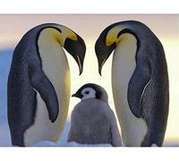 YHX926 Cross Stitch Kits for Beginners Adults,Penguin Pattern,11CT Stamped 3 Strands,Easy Embroidery Cross-Stitch Needlework Home Decoration,16x20 inch
