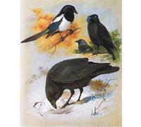 YIMACBJXX Famous Colorful Art Print Art Painting Magpie Raven and Jackdaw by Archibald Thorburn Abstract Picture Canvas for Home Decor 60x90cm