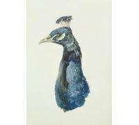 YIMACBJXX Famous Colorful Art Print Art Painting Peacock From the Farnley Book of Birds by Mallord William Turner Abstract Picture Canvas for Home Decor 60x90cm