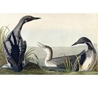 YIMACBJXX Famous Modern Prints Decorative Paintings Black throated Diver by John Jamess Audubon Poster Painting Art for Home Decor 60x90cm