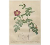 YIMACBJXX Famous Modern Prints Decorative Paintings Les Roses: Rosa alpina pendulina by Pierre Redouté Poster Painting Art for Home Decor 60x90cm