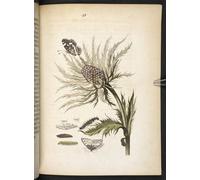 YIMACBJXX Famous Modern Prints Decorative Paintings the Caterpillar's Wonderful Transformation and Strange Flower Food by Maria Si Poster Painting Art for Home Decor 60x90cm