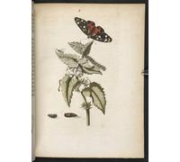 YIMACBJXX Famous Modern Prints Decorative Paintings the Caterpillar's Wonderful Transformation and Strange Flower Food by Maria Si Poster Painting Art for Home Decor 60x90cm