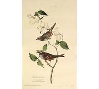 YIMACBJXX Famous Modern Prints Decorative Paintings the White throated From the Birds of America by John Jamess Audubon Poster Painting Art for Home Decor 60x90cm