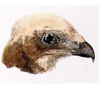 YIMACBJXX Famous Painting Colorful Art Print Art Painting Moor Hawk From the Farnley Book of Birds by Mallord William Turner Abstract Picture Canvas for Home Decor 60x90cm