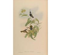 YIMACBJXX Famous Painting Modern Prints Decorative Paintings Animal Bird Cephalepis Loddigesi Stephanoxis Lalandi Loddigesii by John Gould Poster Painting Art for Home Decor 60x90cm