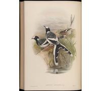 YIMACBJXX Famous Painting Modern Prints Decorative Paintings Animal Bird Enicurus Maculatus by John Gould Poster Painting Art for Home Decor 60x90cm