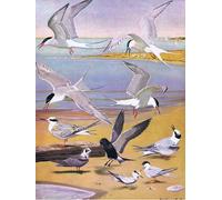 YIMACBJXX Famous Painting Modern Prints Decorative Paintings Illustration From the Natural History of Birds of Eastern by Louis Agassiz Fuertes Poster Painting Art for Home Decor 60x90cm