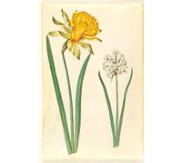 YIMACBJXX Famous Painting Modern Prints Decorative Paintings Narcissus Pseudonarcissus by Hans Simon Holtzbecker Poster Painting Art for Home Decor 60x90cm