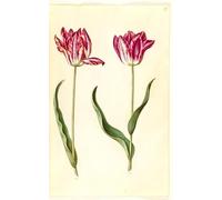 YIMACBJXX Famous Painting Modern Prints Decorative Paintings Tulipa Gesneriana by Hans Simon Holtzbecker Poster Painting Art for Home Decor 60x90cm
