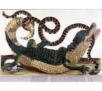 YIMACBJXX Famous Painting Pictures Paintings Artwork For Walls Fight Between a Crocodile by Maria Si Vintage Wall Art for Home Decor 60x90cm