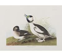 YIMACBJXX Famous Painting Pictures Paintings Artwork For Walls Illustration From Birds of America by John Jame Audubon Vintage Wall Art for Home Decor 60x90cm