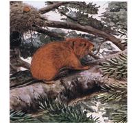 YIMACBJXX Famous Painting Pictures Paintings Artwork For Walls Red Tree Animal Live in Tops of the Pacific Forests by Louis Agassiz Fuertes Vintage Wall Art for Home Decor 60x90cm