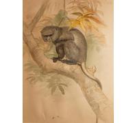 YIMACBJXX Famous Painting Pictures Paintings Artwork For Walls Stranger Monkey Colour by Wolf Vintage Wall Art for Home Decor 60x90cm