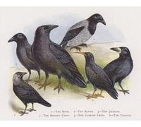 YIMACBJXX Famous Painting Pictures Paintings Artwork For Walls the Rook the Raven the Jackdaw the Hooded Crow by Alexander Lydon Vintage Wall Art for Home Decor 60x90cm