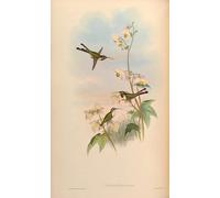 YIMACBJXX Famous Painting Poster Artworks Posters And Prints Animal Bird Thaumastura Elizae Doricha Eliza by John Gould Canvas Artwork Print for Home Decor 60x90cm