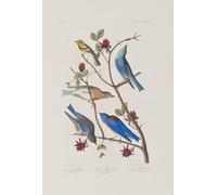 YIMACBJXX Famous Painting Poster Artworks Posters And Prints Illustration From birds of America by John Jamess Audubon Canvas Artwork Print for Home Decor 60x90cm