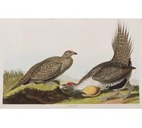 YIMACBJXX Famous Painting Poster Artworks Posters And Prints Illustration From birds of America by John Jamess Audubon Canvas Artwork Print for Home Decor 60x90cm