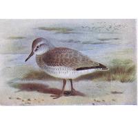 YIMACBJXX Famous Painting Poster Artworks Posters And Prints Knot From Birds of the British Isles by Archibald Thorburn Canvas Artwork Print for Home Decor 60x90cm