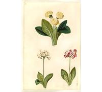 YIMACBJXX Famous Painting Poster Artworks Posters And Prints Primula by Hans Simon Holtzbecker Canvas Artwork Print for Home Decor 60x90cm